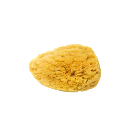 Natural Dead Sea Sponge 🧽